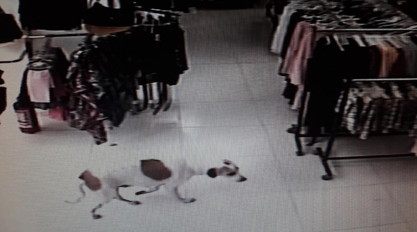 Gaziantep'te yağmurdan mağazaya sığınan köpek, inşaatta ölü bulundu!