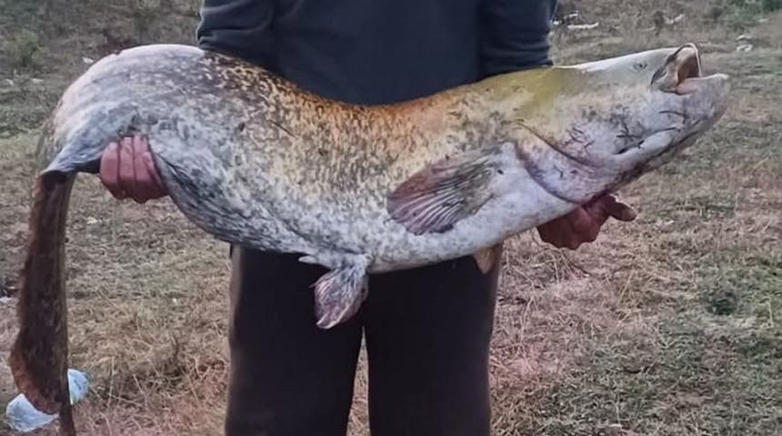 Barajın devi oltaya takıldı: 35 kiloluk yayın balığı yakaladı