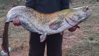 Barajın devi oltaya takıldı: 35 kiloluk yayın balığı yakaladı