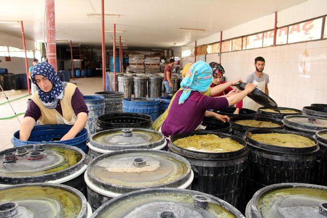 Orta Doğu ülkelerine Alaşehir'den salamura yaprak