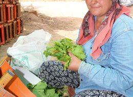 Orta Doğu ülkelerine Alaşehir'den salamura yaprak