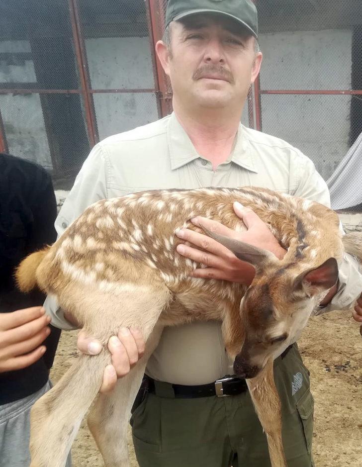 Yaralı yavru kızıl geyik tedavi edilecek