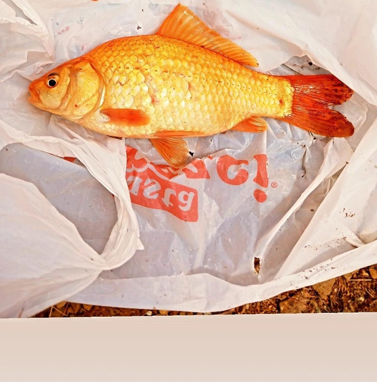 Altın ı denizden çıkardı! Senelerdir yapıyor ama ilki burada yaşadı 3