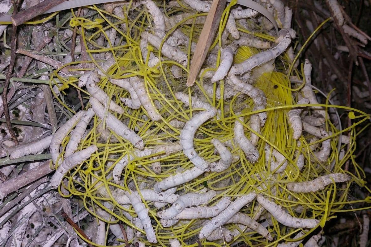 1 dönümden 130 bin TL geliri oldu Bu iş gerçekten çok karlı 2