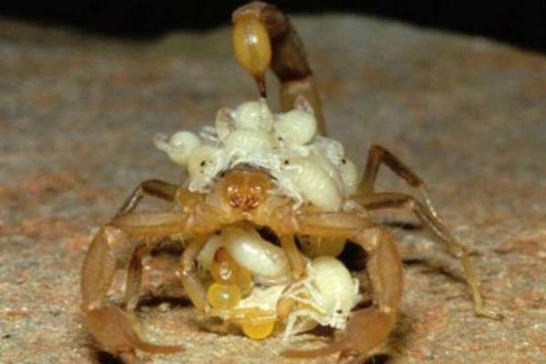 Doğum anı b&ouml;yle g&ouml;r&uuml;nt&uuml;lendi 