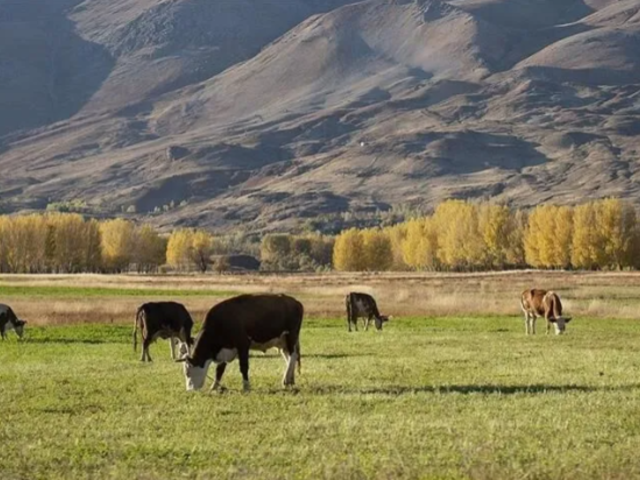AB'den hayvancılığı g&uuml;&ccedil;lendirecek yeni yol haritası