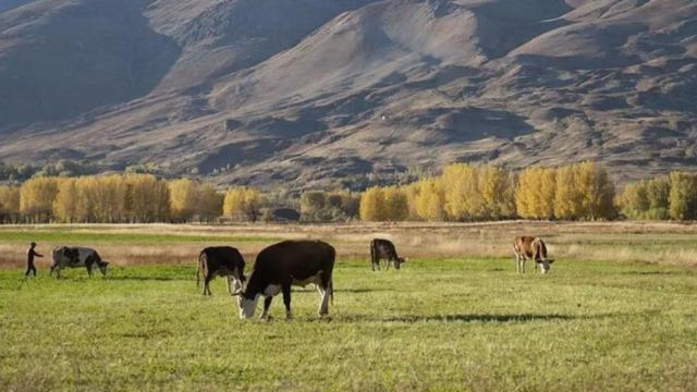 AB'den hayvancılığı güçlendirecek yeni yol haritası