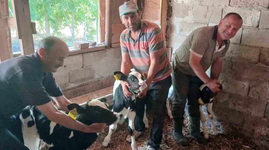 Edirne&rsquo;de besicinin &uuml;&ccedil;&uuml;z buzağı sevinci