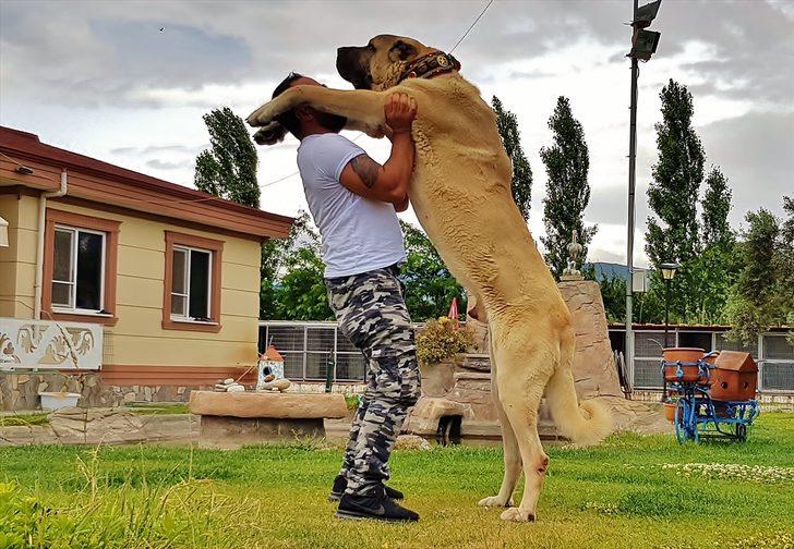 Anadolu aslanına büyük ilgi! G1