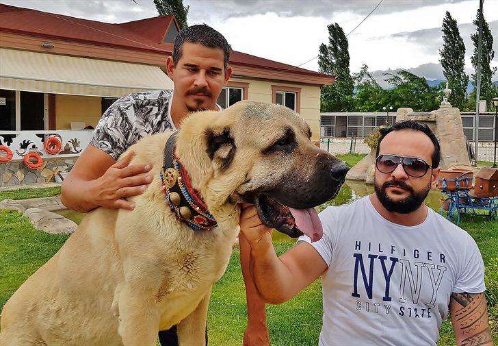 Anadolu aslanına büyük ilgi! G2