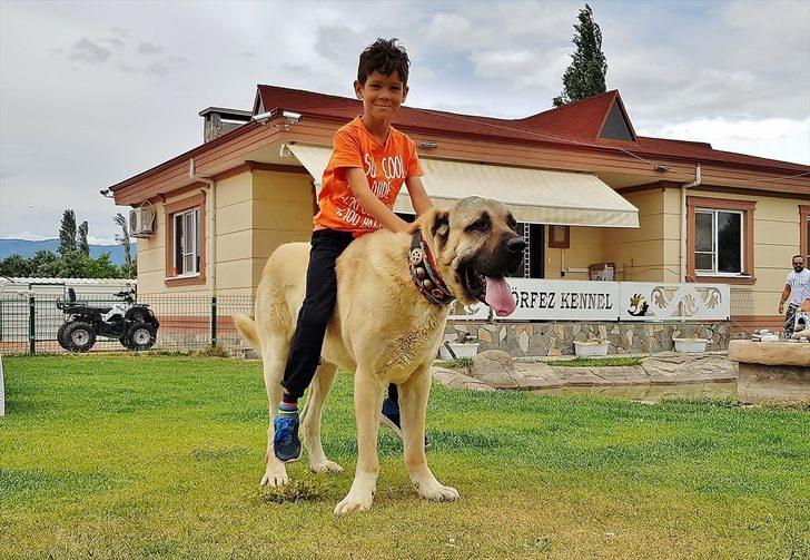 Anadolu aslanına büyük ilgi! G3