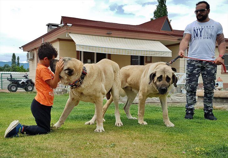 Anadolu aslanına büyük ilgi! G4