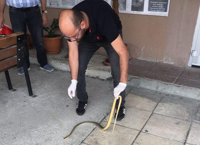 Kastamonu'da sıkça görülen yılanlar korkutuyor