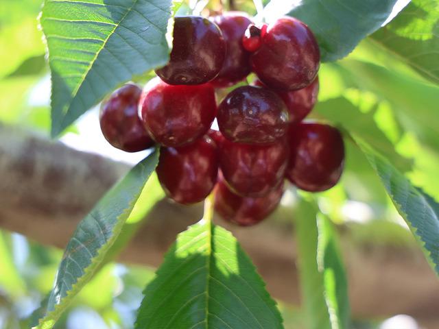 Elazığ'da 7 bin dekar alanda kiraz hasadı devam ediyor