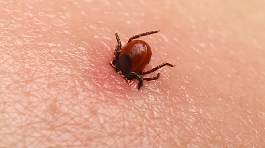 Bu k&uuml;&ccedil;&uuml;k canavara dikkat! Konuşamaz hale getirdi!