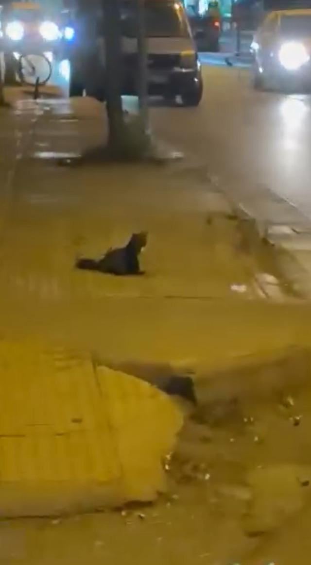 Yalova şehir merkezinde sansar görüntülendi 1