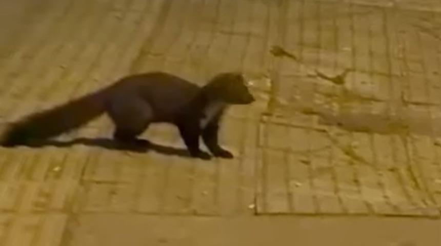 Yalova şehir merkezinde sansar g&ouml;r&uuml;nt&uuml;lendi