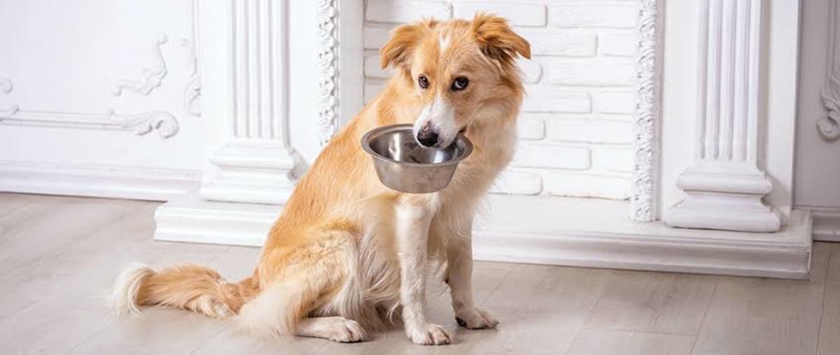 Kedilerin/köpeklerin bıyık stresine girmemesi için mama kabı seçerken bakılması gereken 10 özellik 1