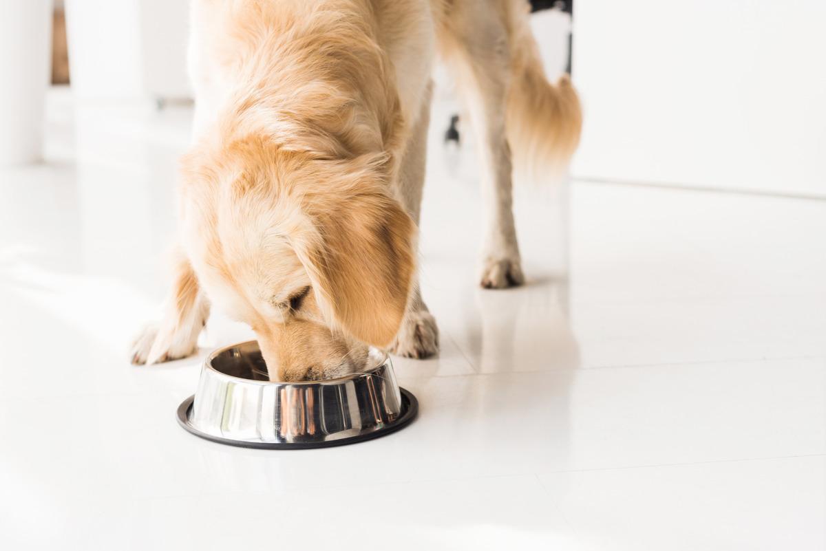Kedilerin/köpeklerin bıyık stresine girmemesi için mama kabı seçerken bakılması gereken 10 özellik 3