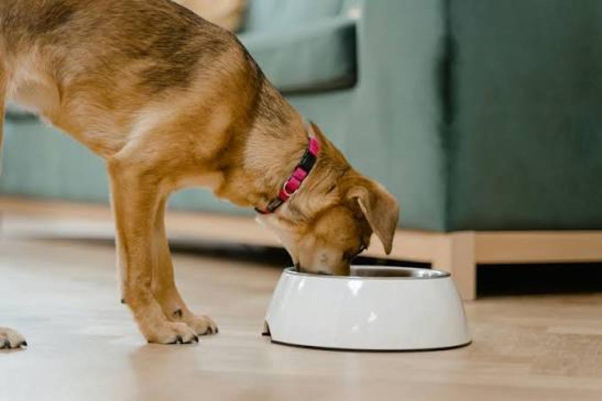 Kedilerin/köpeklerin bıyık stresine girmemesi için mama kabı seçerken bakılması gereken 10 özellik 6