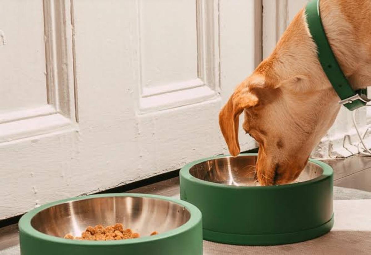 Kedilerin/köpeklerin bıyık stresine girmemesi için mama kabı seçerken bakılması gereken 10 özellik 8