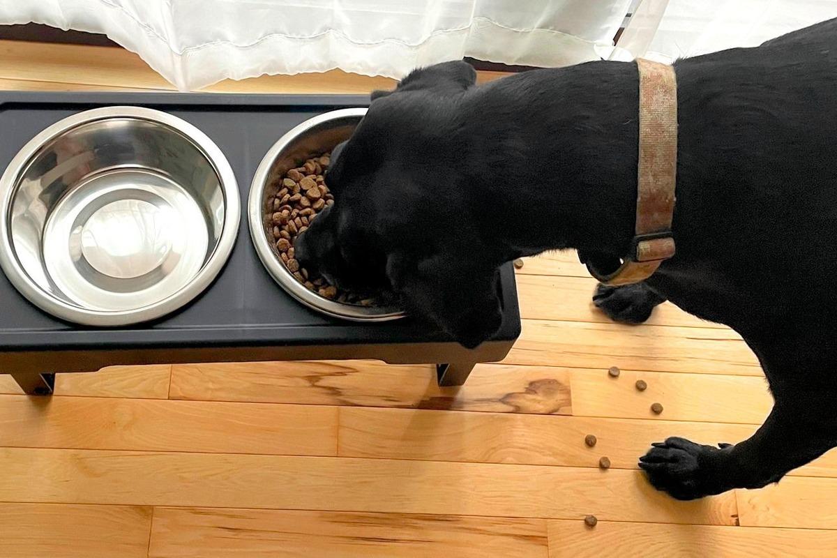 Kedilerin/köpeklerin bıyık stresine girmemesi için mama kabı seçerken bakılması gereken 10 özellik 9