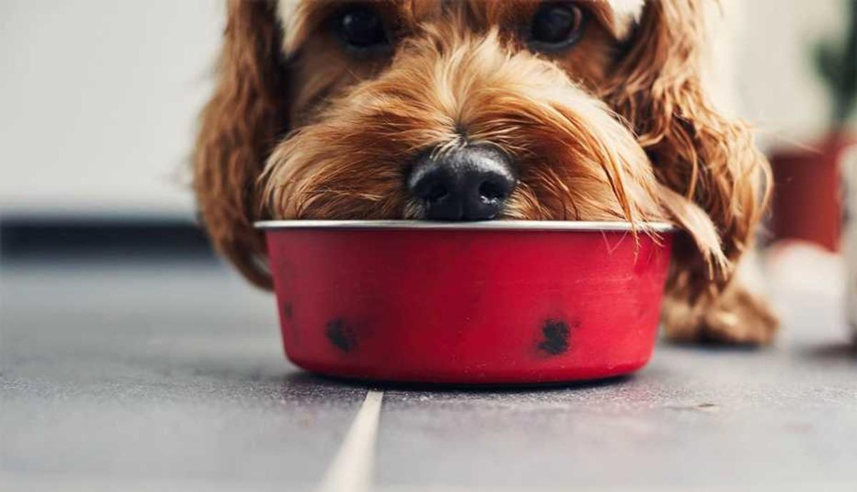 Kedilerin/köpeklerin bıyık stresine girmemesi için mama kabı seçerken bakılması gereken 10 özellik 10