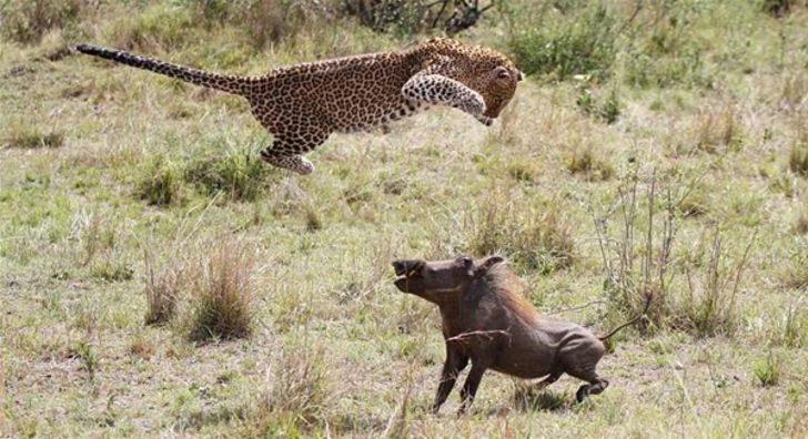 Aslanın başına gelmeyen kalmadı  G3