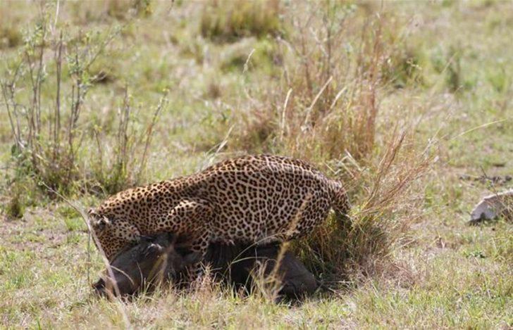Aslanın başına gelmeyen kalmadı  G5