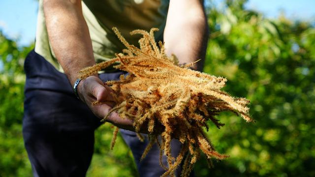 Bir zamanlar yerlere dökülüyordu! Şimdi antioksidan deposu çaya dönüştü