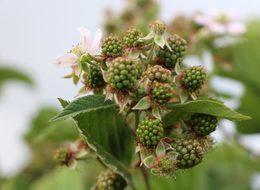 Batman böğürtleni, Avrupa pazarında