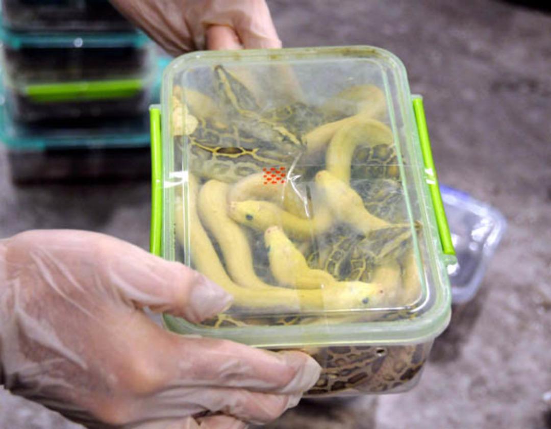 Valize yaklaşanlar dehşete d&uuml;şt&uuml; 