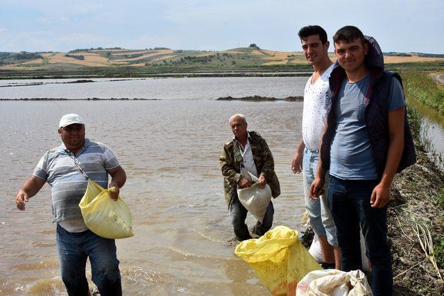Türkiye pirinç ithal etmek zorunda kalmayacak