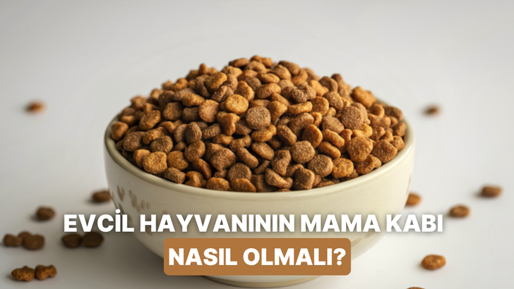 Kedilerin/k&ouml;peklerin bıyık stresine girmemesi i&ccedil;in mama kabı se&ccedil;erken bakılması gereken 10 &ouml;zellik