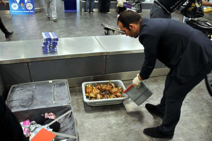 Teslim alınmayan valizden 9 çeşit canlı çıktı!  G1