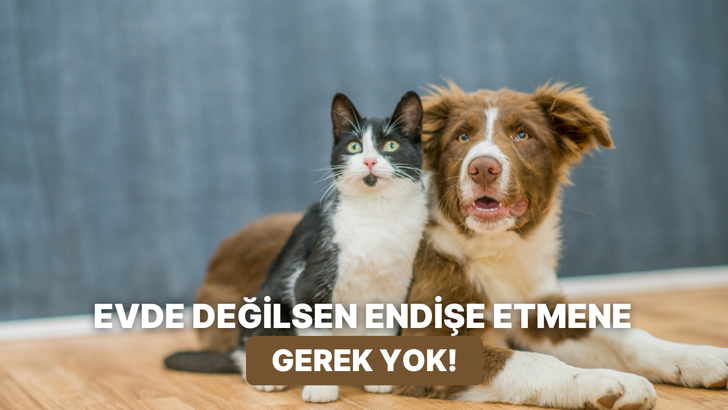 Mama saatinde panik yapanlara: Evde yokken dostunuzun beslenme ve su ihtiyacını g&uuml;vende tutacak akıllı yaşam t&uuml;yoları