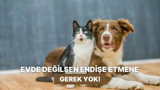 Mama saatinde panik yapanlara: Evde yokken dostunuzun beslenme ve su ihtiyacını güvende tutacak akıllı yaşam tüyoları
