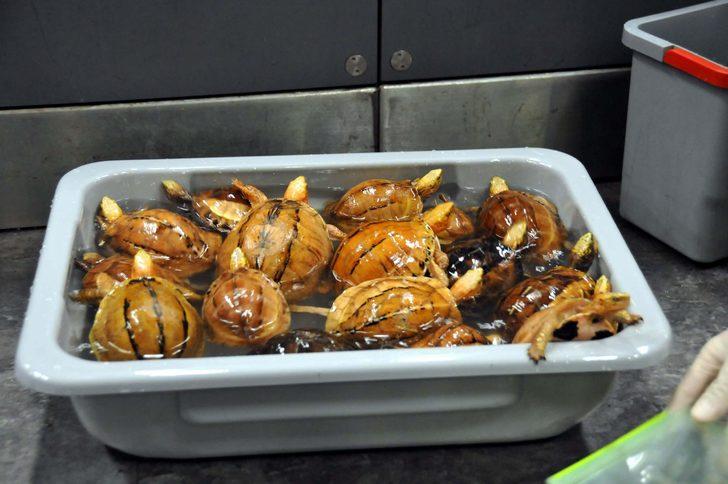  Teslim alınmayan valizden 9 çeşit canlı çıktı!  G4