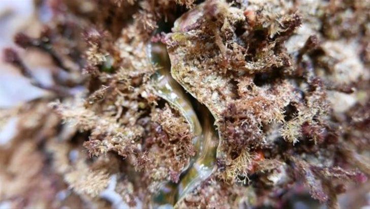 Japonların en popüler yiyeceği  G3