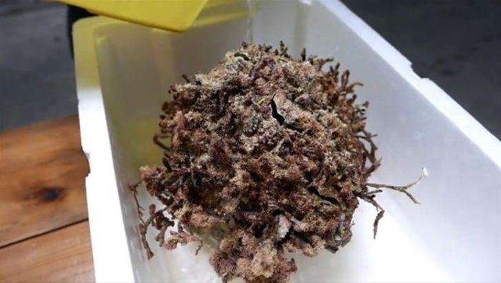 Japonların en popüler yiyeceği  G5