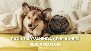 Evcil hayvanlarda çene aknesine ve kötü kokuya sebep olan gizli faktörler 