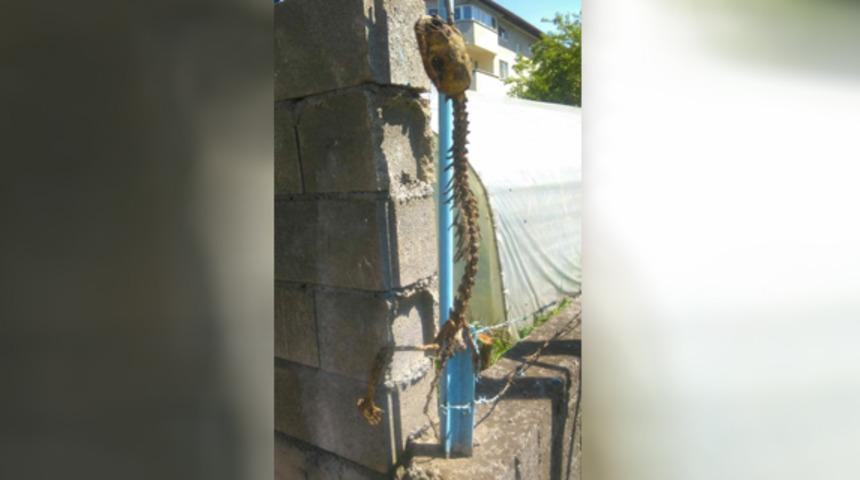 Bah&ccedil;ede bulundu! Vatandaşlar g&ouml;rmek i&ccedil;in k&ouml;ye akın ediyor