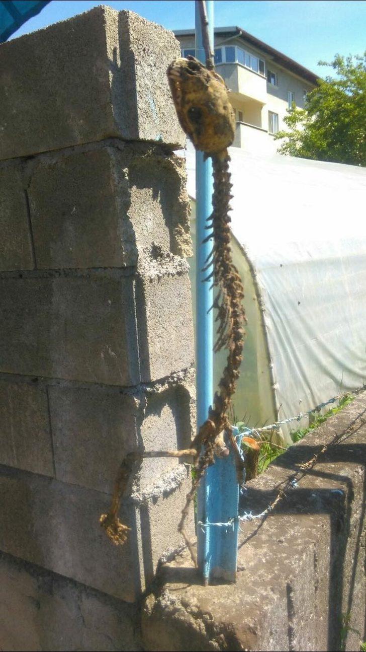 Yoksa dinozor mu? Esrarengiz fosilin sırrı çözüldü! G3