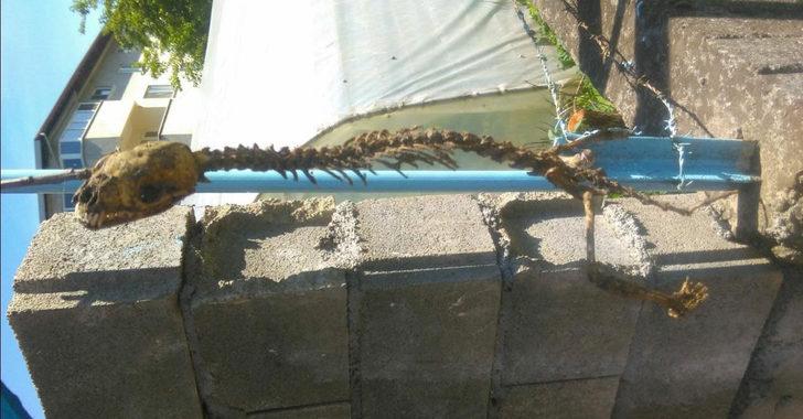 Yoksa dinozor mu? Esrarengiz fosilin sırrı çözüldü! G1