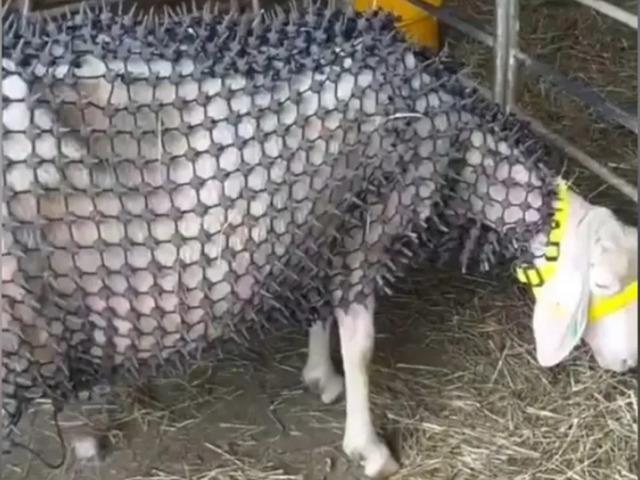 K&ouml;ye musallat oldu! &Ccedil;areyi &ccedil;ivili zırh giydirmekte buldular