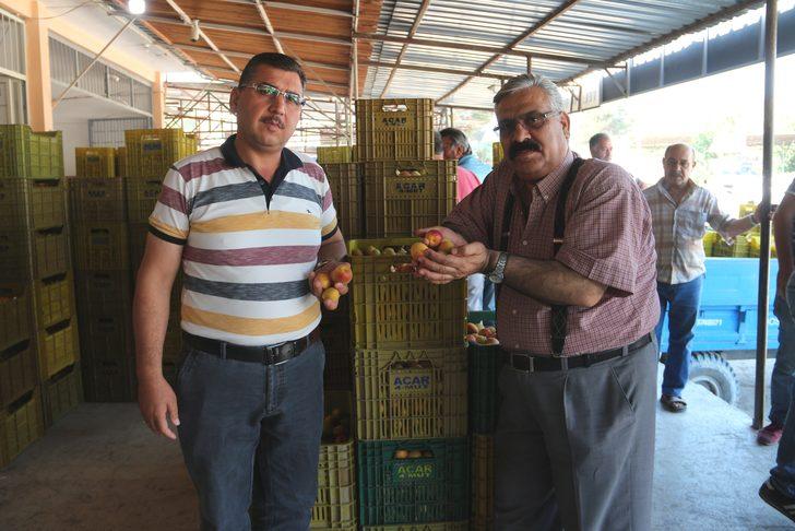 Üretici isyanda! Kilosu 15 liradan 80 kuruşa düştü G5