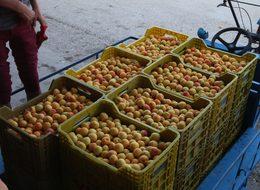 Üretici isyanda! Kilosu 15 liradan 80 kuruşa düştü