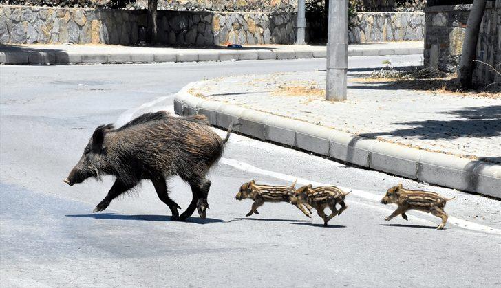Muğla'nın Bodrum ilçesinde aç kalan domuz sürüsü şehre indi! G1