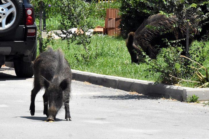 Muğla'nın Bodrum ilçesinde aç kalan domuz sürüsü şehre indi! G2
