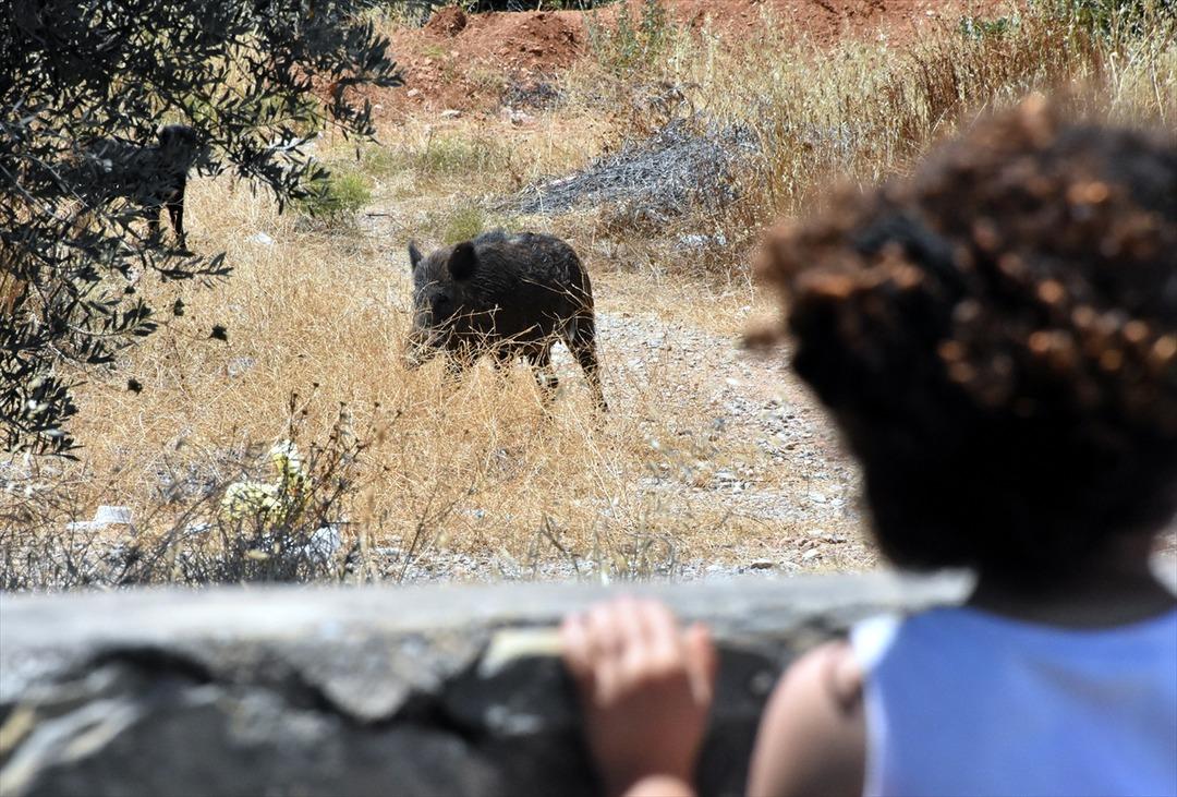 Muğla'nın Bodrum il&ccedil;esinde a&ccedil; kalan domuz s&uuml;r&uuml;s&uuml; şehre indi!